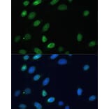 Immunofluorescence - Anti-Emerin Antibody (A89365) - Antibodies.com