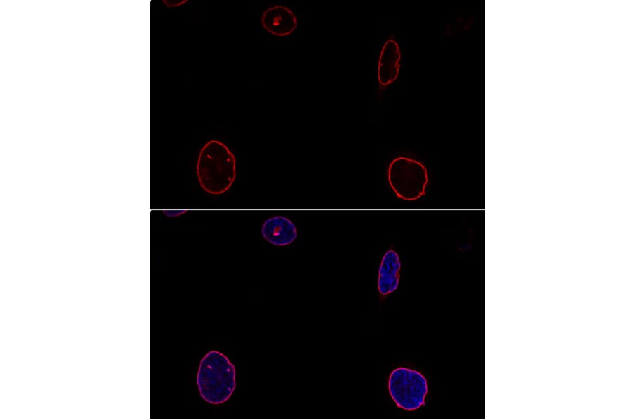Immunofluorescence - Anti-Emerin Antibody (A89365) - Antibodies.com