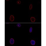 Immunofluorescence - Anti-Emerin Antibody (A89365) - Antibodies.com