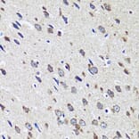 Immunohistochemistry - Anti-CCDC124 Antibody (A89366) - Antibodies.com