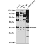 Western Blot - Anti-REDD-1 / DDIT4 Antibody (A89367) - Antibodies.com
