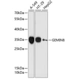 Western Blot - Anti-GEMIN8 Antibody (A89369) - Antibodies.com