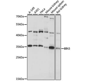 Western Blot - Anti-BIN3 Antibody (A89371) - Antibodies.com