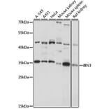 Western Blot - Anti-BIN3 Antibody (A89371) - Antibodies.com