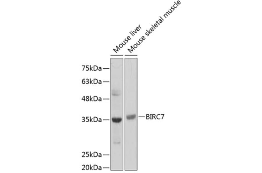 Western Blot - Anti-Livin Antibody (A89372) - Antibodies.com