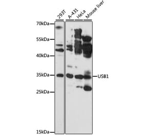Western Blot - Anti-C16orf57 Antibody (A89373) - Antibodies.com