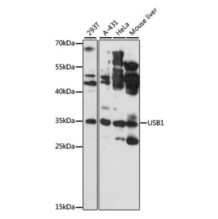 Western Blot - Anti-C16orf57 Antibody (A89373) - Antibodies.com