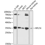 Western Blot - Anti-RPL7A Antibody (A89374) - Antibodies.com