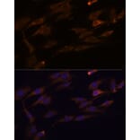 Immunofluorescence - Anti-RPL7A Antibody (A89374) - Antibodies.com