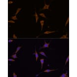 Immunofluorescence - Anti-RPL7A Antibody (A89374) - Antibodies.com