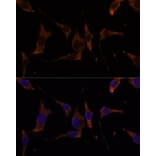 Immunofluorescence - Anti-RPL7A Antibody (A89375) - Antibodies.com