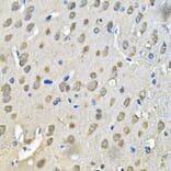 Immunohistochemistry - Anti-PRKAB2 Antibody (A13341) - Antibodies.com