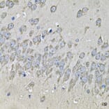Immunohistochemistry - Anti-PRKAB2 Antibody (A13341) - Antibodies.com