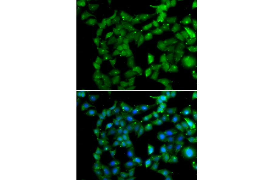 Immunofluorescence - Anti-PRKAB2 Antibody (A13341) - Antibodies.com