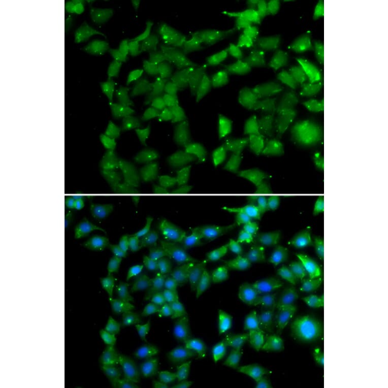 Immunofluorescence - Anti-PRKAB2 Antibody (A13341) - Antibodies.com