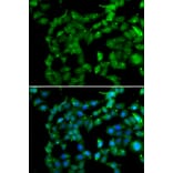 Immunofluorescence - Anti-PRKAB2 Antibody (A13341) - Antibodies.com
