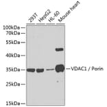 Western Blot - Anti-VDAC1 / Porin Antibody (A89380) - Antibodies.com