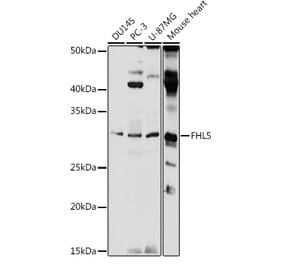 Western Blot - Anti-ACT Antibody (A89381) - Antibodies.com