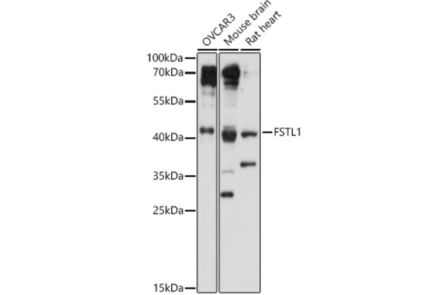 Western Blot - Anti-FSTL1/FRP Antibody (A89382) - Antibodies.com