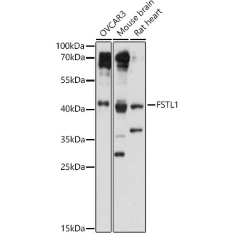 Western Blot - Anti-FSTL1/FRP Antibody (A89382) - Antibodies.com