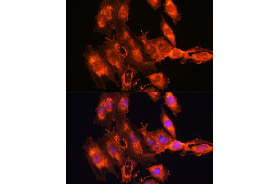 Immunofluorescence - Anti-FSTL1/FRP Antibody (A89382) - Antibodies.com