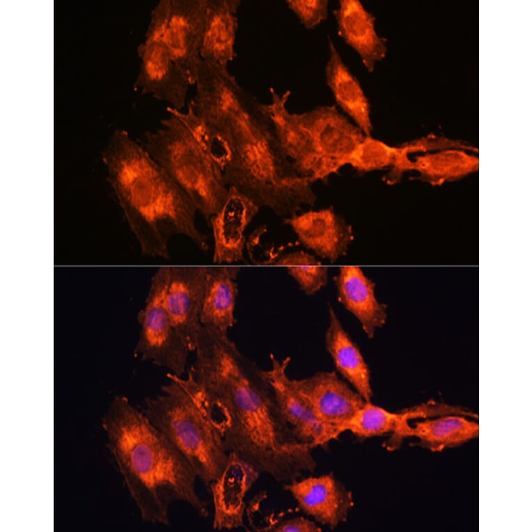 Immunofluorescence - Anti-FSTL1/FRP Antibody (A89382) - Antibodies.com