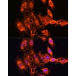 Immunofluorescence - Anti-FSTL1/FRP Antibody (A89382) - Antibodies.com