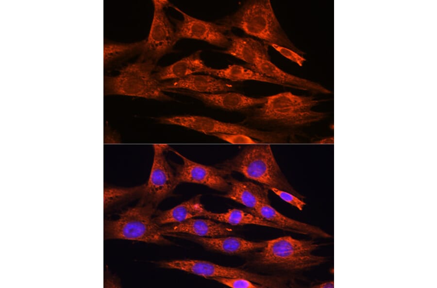 Immunofluorescence - Anti-FSTL1/FRP Antibody (A89382) - Antibodies.com
