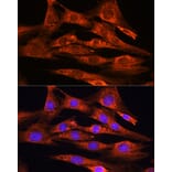 Immunofluorescence - Anti-FSTL1/FRP Antibody (A89382) - Antibodies.com