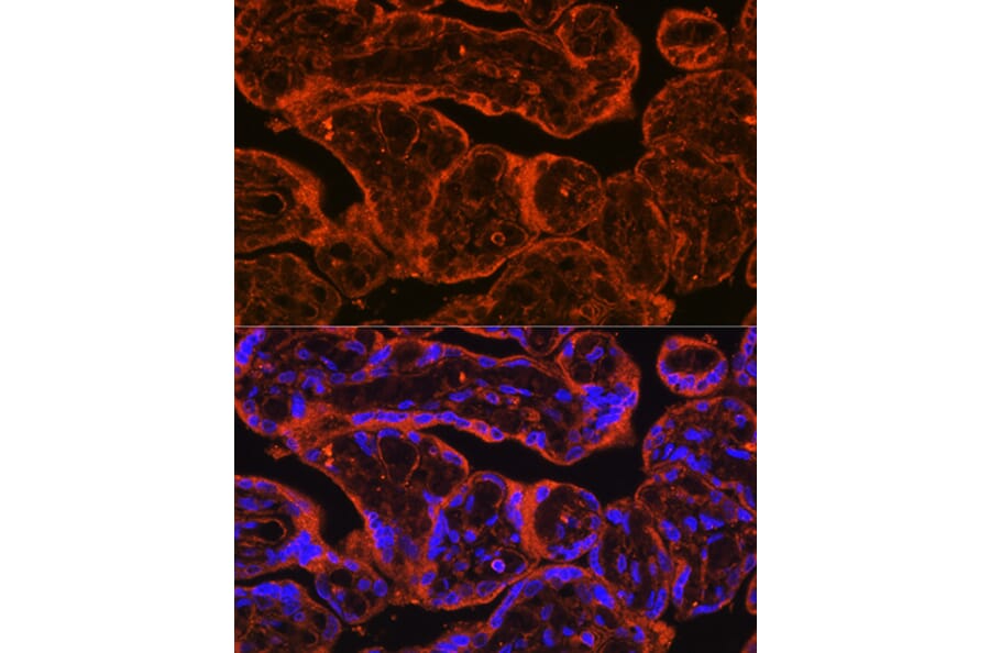 Immunofluorescence - Anti-FSTL1/FRP Antibody (A89382) - Antibodies.com