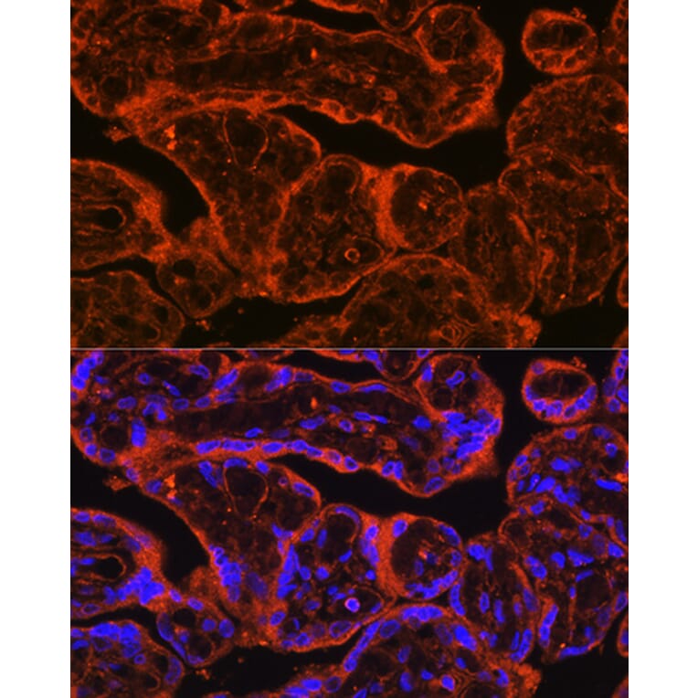 Immunofluorescence - Anti-FSTL1/FRP Antibody (A89382) - Antibodies.com