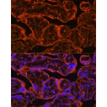 Immunofluorescence - Anti-FSTL1/FRP Antibody (A89382) - Antibodies.com