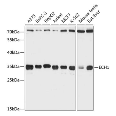 Western Blot - Anti-ECH1 Antibody (A89388) - Antibodies.com