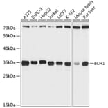 Western Blot - Anti-ECH1 Antibody (A89388) - Antibodies.com