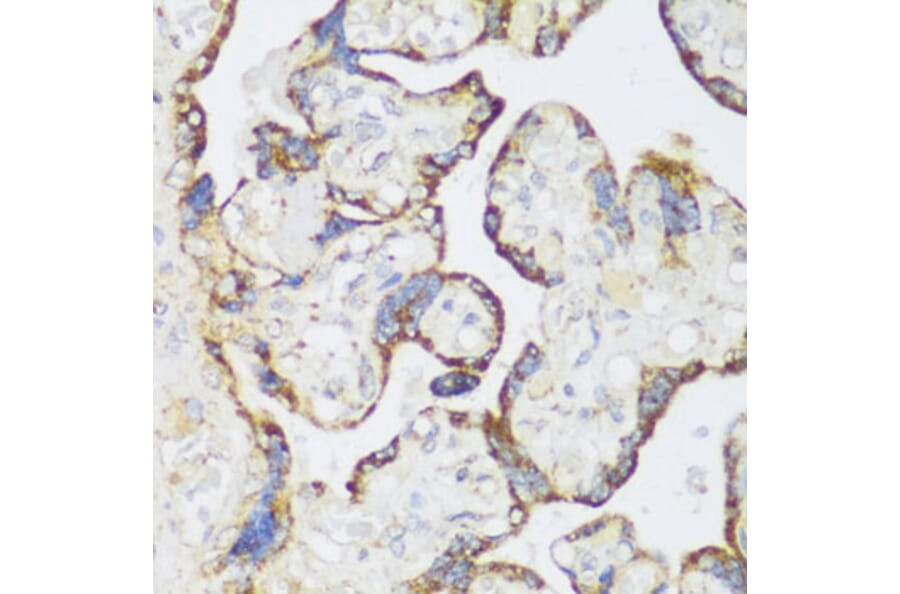 Immunohistochemistry - Anti-ECH1 Antibody (A89388) - Antibodies.com