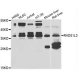 Western Blot - Anti-Rad51D Antibody (A4068) - Antibodies.com