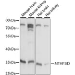 Western Blot - Anti-MTHFSD Antibody (A89390) - Antibodies.com