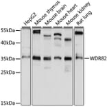 Western Blot - Anti-Swd2 Antibody (A89392) - Antibodies.com