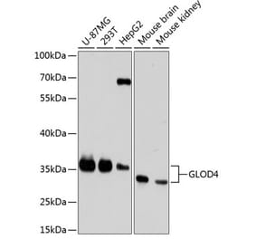 Western Blot - Anti-GLOD4 Antibody (A89393) - Antibodies.com