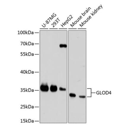 Western Blot - Anti-GLOD4 Antibody (A89393) - Antibodies.com