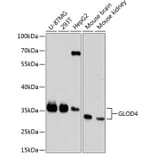 Western Blot - Anti-GLOD4 Antibody (A89393) - Antibodies.com
