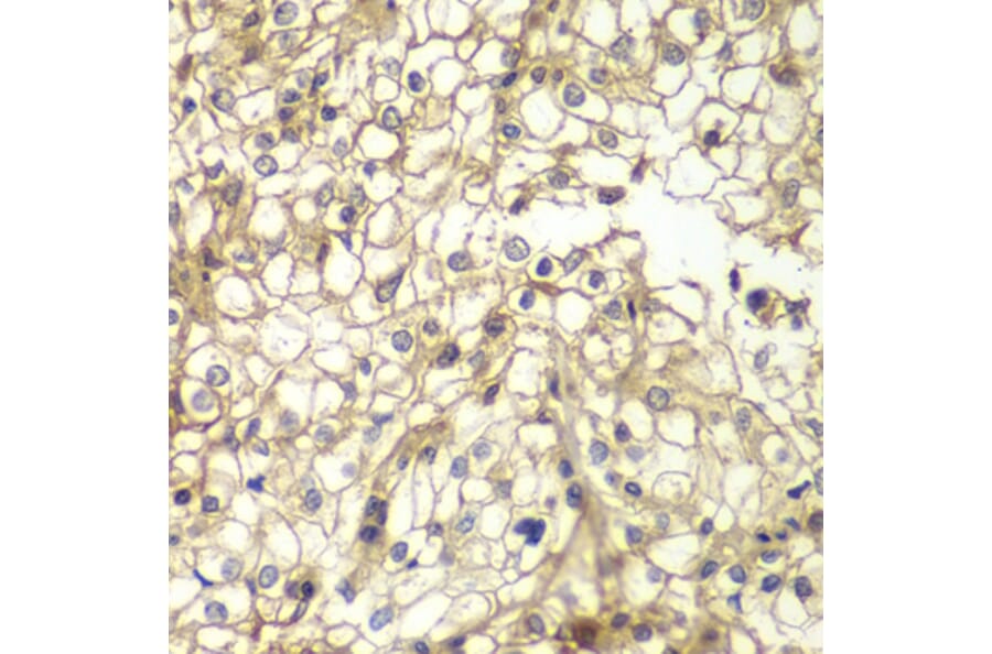 Immunohistochemistry - Anti-CD1D Antibody (A13475) - Antibodies.com