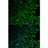 Immunofluorescence - Anti-CD1D Antibody (A13475) - Antibodies.com