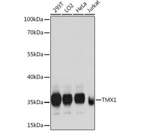 Western Blot - Anti-TMX Antibody (A89396) - Antibodies.com