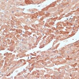 Immunohistochemistry - Anti-TMX Antibody (A89396) - Antibodies.com