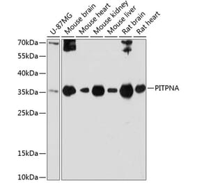 Western Blot - Anti-PITPN Antibody (A89397) - Antibodies.com