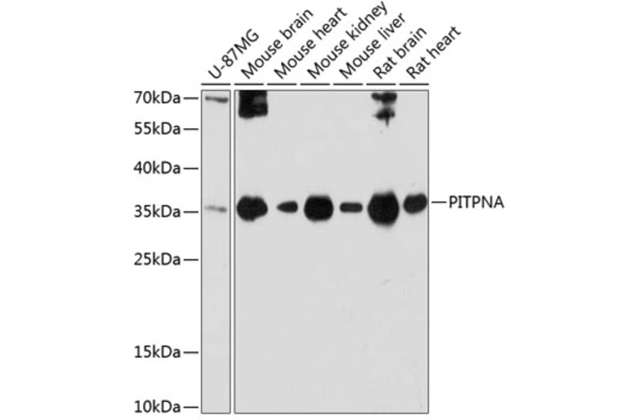 Western Blot - Anti-PITPN Antibody (A89397) - Antibodies.com