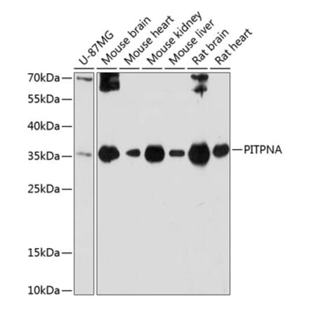 Western Blot - Anti-PITPN Antibody (A89397) - Antibodies.com