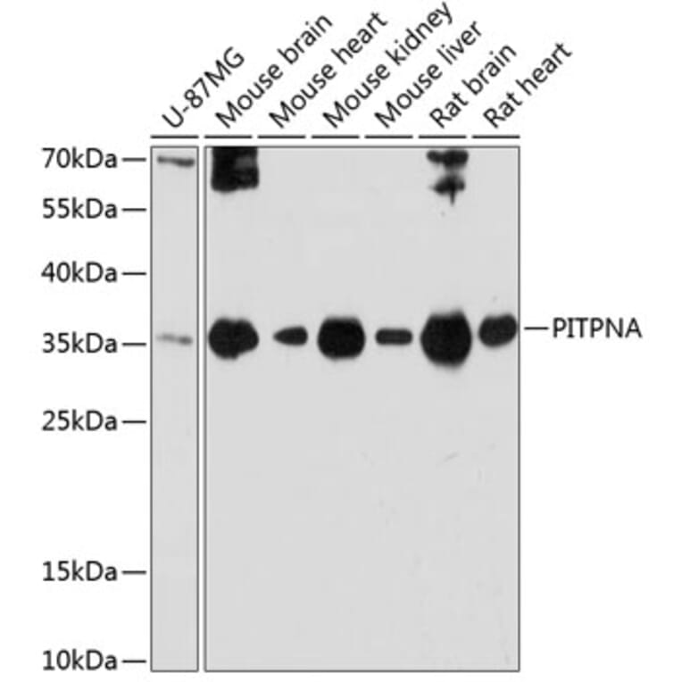Western Blot - Anti-PITPN Antibody (A89397) - Antibodies.com