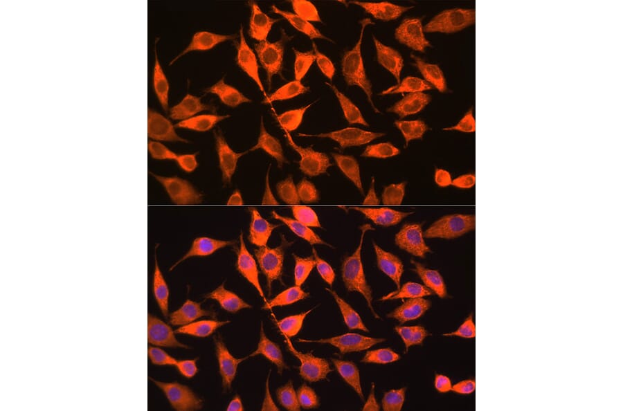 Immunofluorescence - Anti-PITPN Antibody (A89397) - Antibodies.com